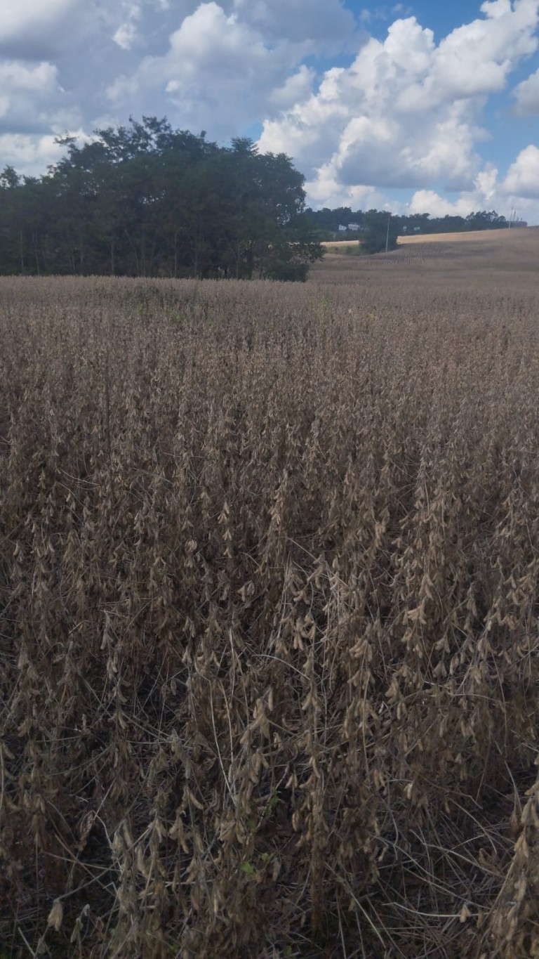 ÁREA DE TERRA DE 4.5 HA NO RS