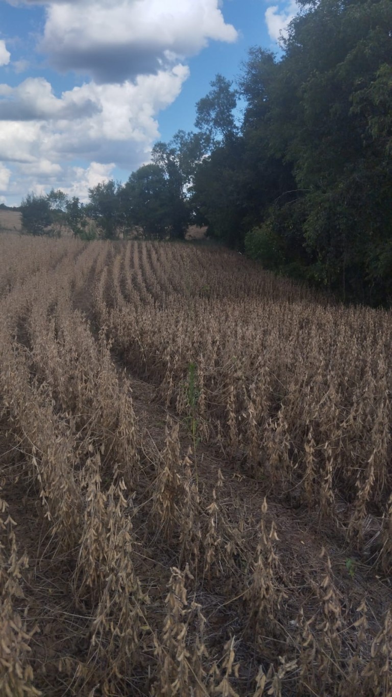 ÁREA DE TERRA DE 4.5 HA NO RS