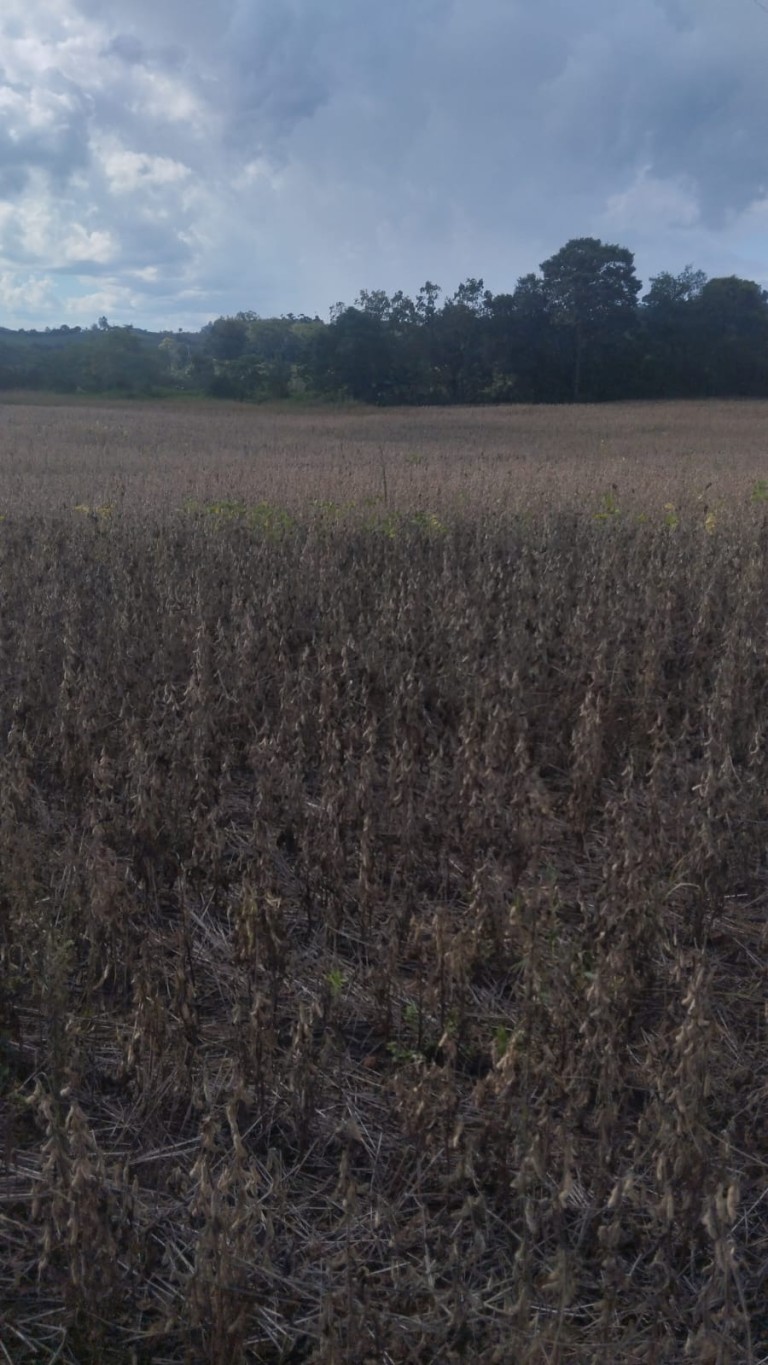 ÁREA DE TERRA DE 4.5 HA NO RS