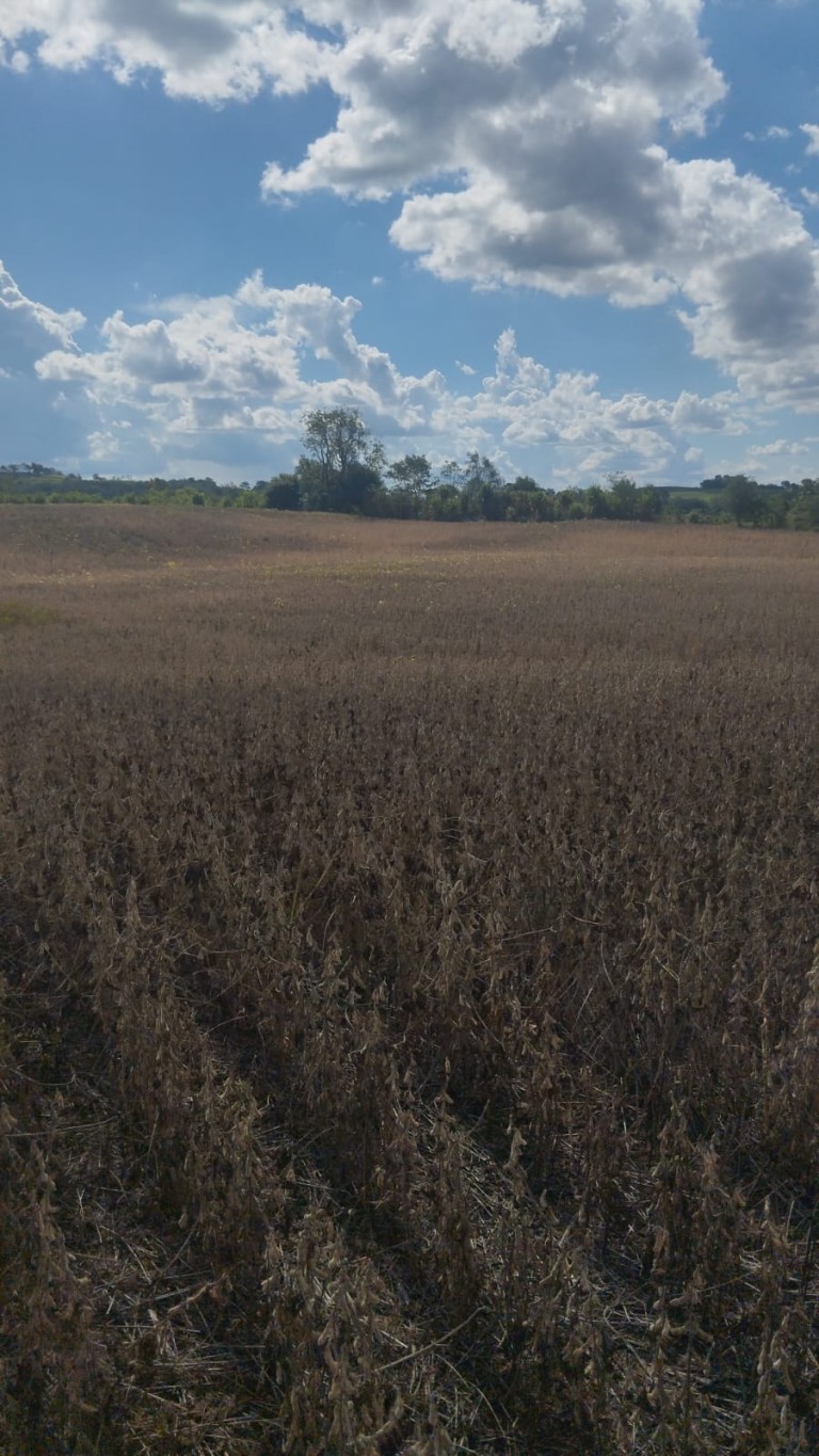 ÁREA DE TERRA DE 4.5 HA NO RS