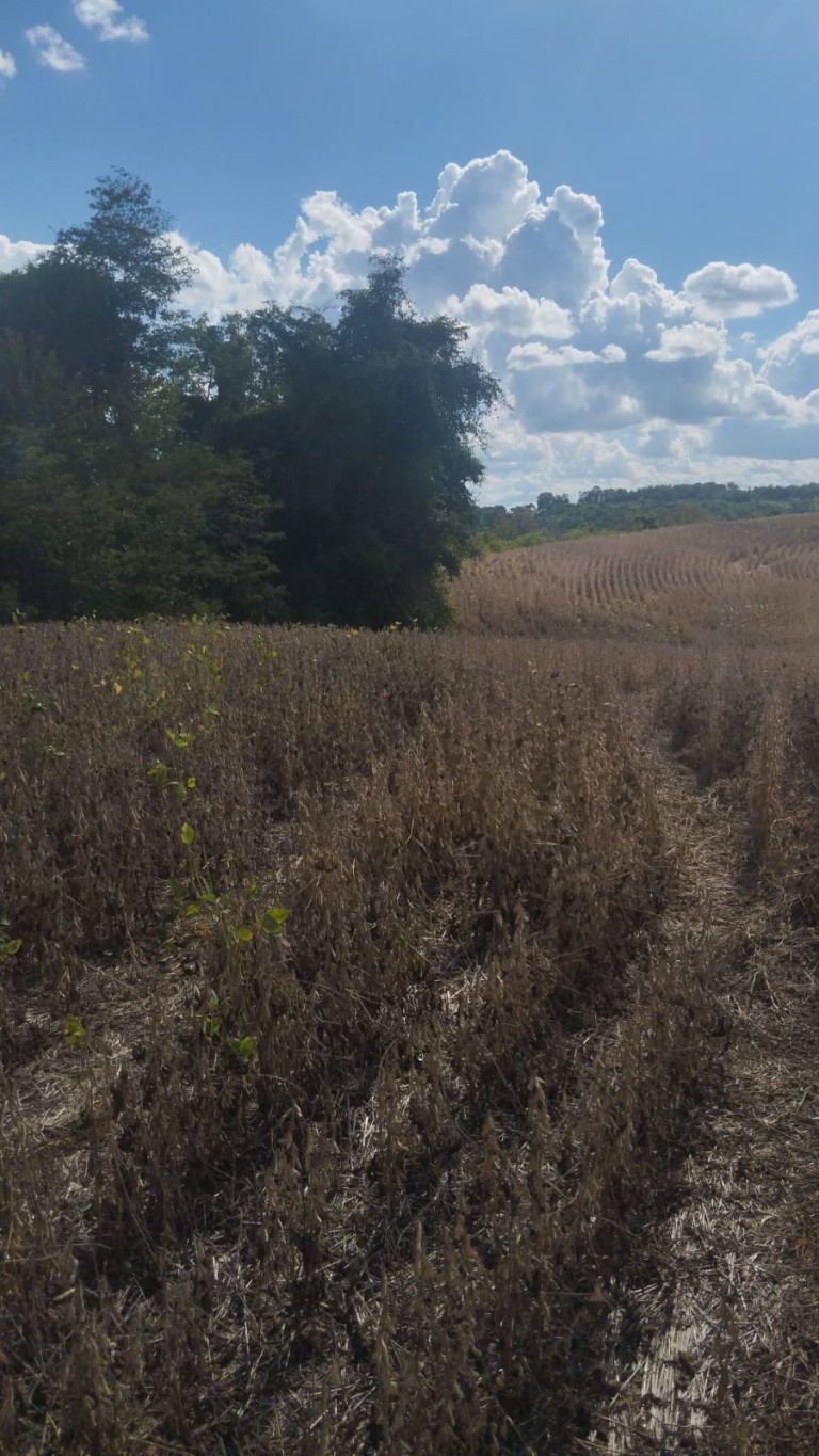 ÁREA DE TERRA DE 4.5 HA NO RS