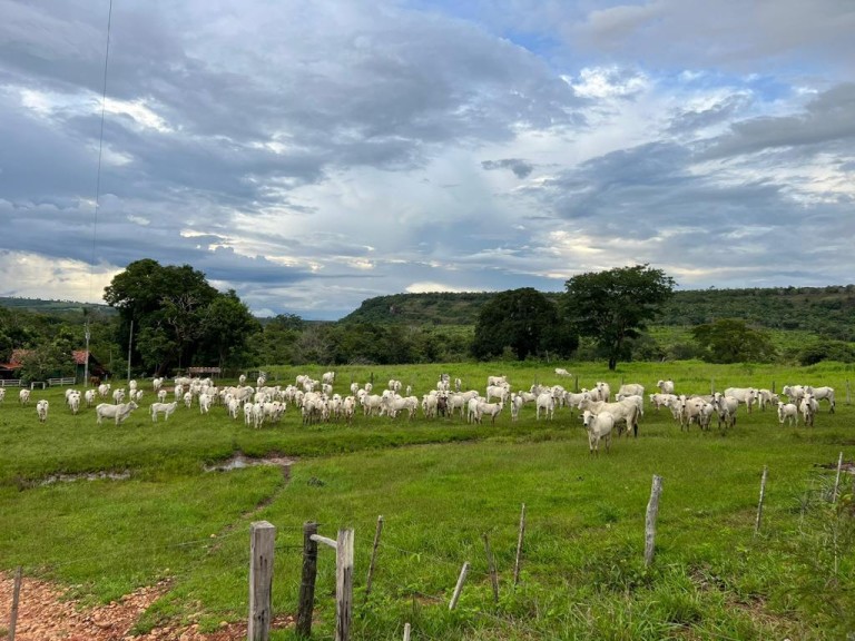 FAZENDA DE 2.000 HA NO MATO GROSSO