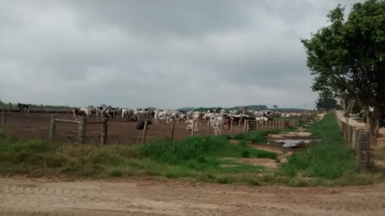 FAZENDA DE 602 ALQUEIRES EM SÃO PAULO