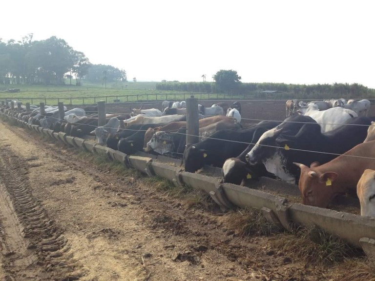 FAZENDA DE 602 ALQUEIRES EM SÃO PAULO