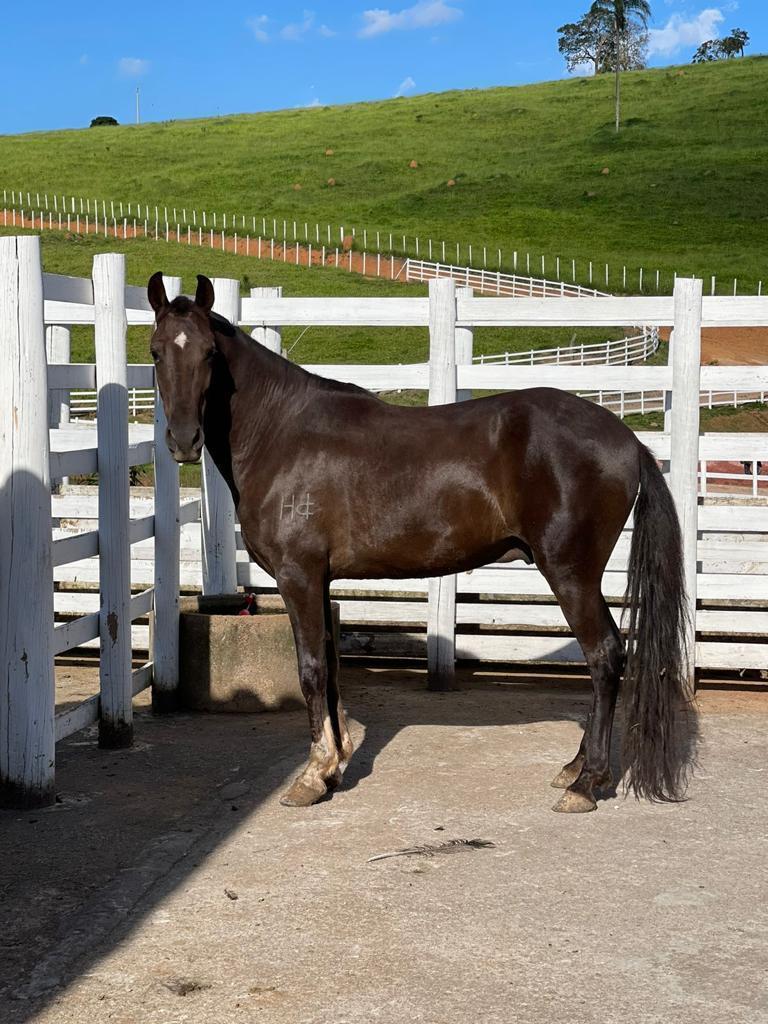 FAZENDA 48 HA EM MINAS GERAIS