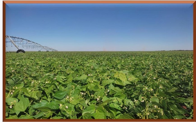 FAZENDA DE 8.027 HA EM MINAS GERAIS