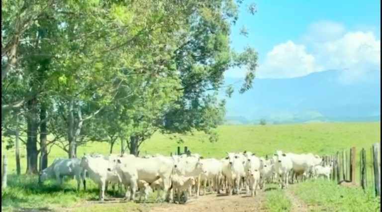 FAZENDA DE 196 ALQUEIRES EM SÃO PAULO