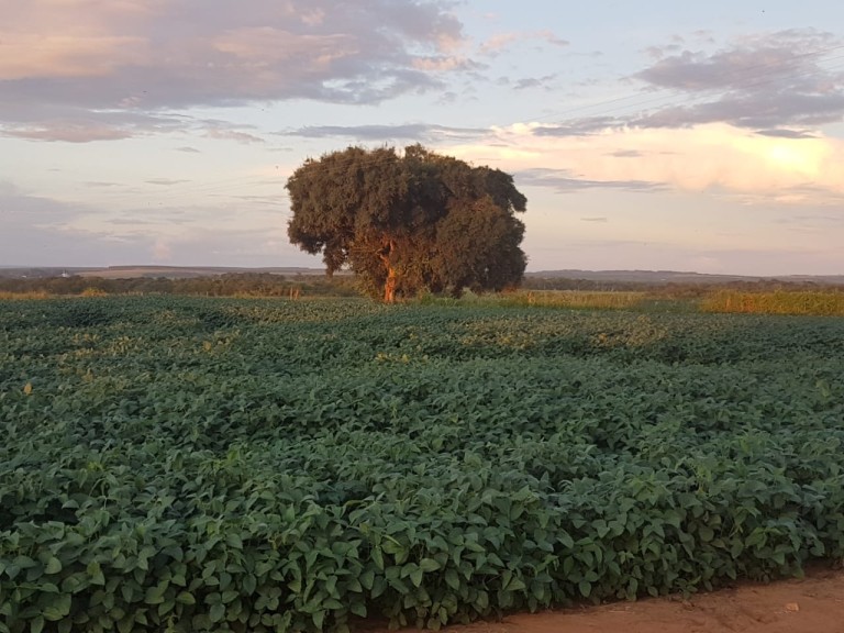 FAZENDA DE 856 ALQUEIRES EM SÃO PAULO