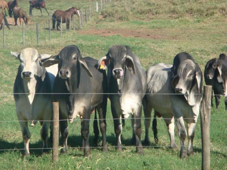FAZENDA PORTEIRA FECHADA DE 163 ALQUEIRES