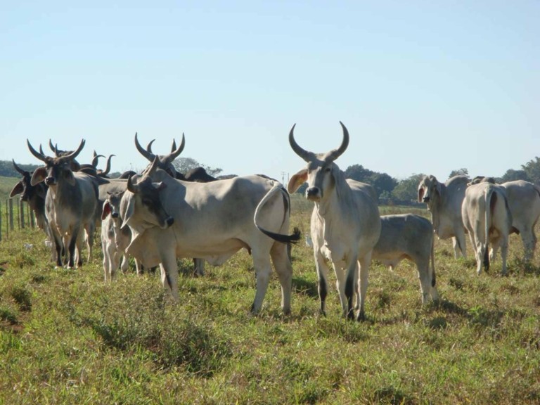 FAZENDA PORTEIRA FECHADA DE 163 ALQUEIRES
