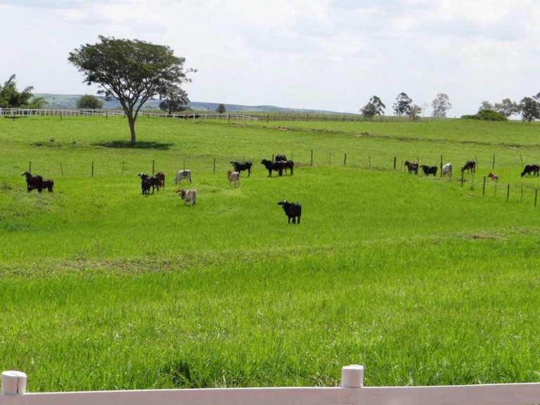 FAZENDA PORTEIRA FECHADA DE 163 ALQUEIRES