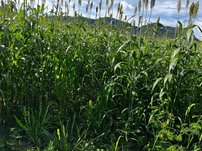 FAZENDA PORTEIRA FECHADA DE 2.725 HA