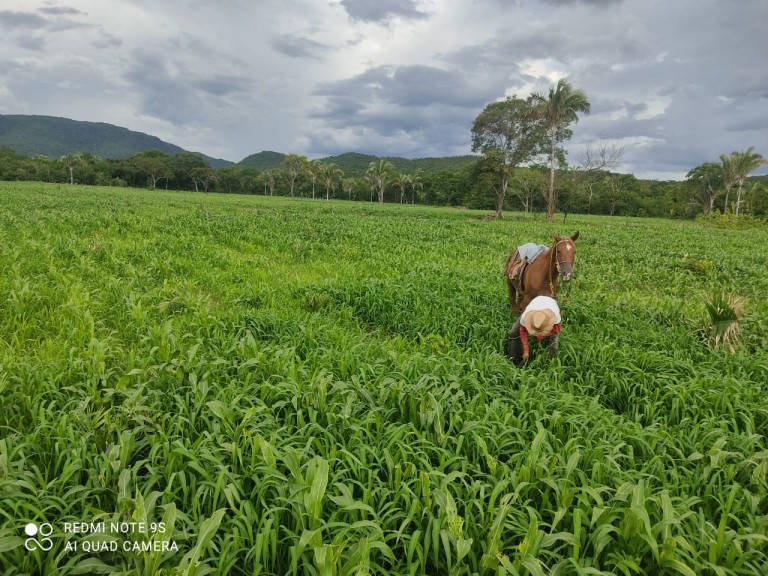 FAZENDA PORTEIRA FECHADA DE 2.725 HA