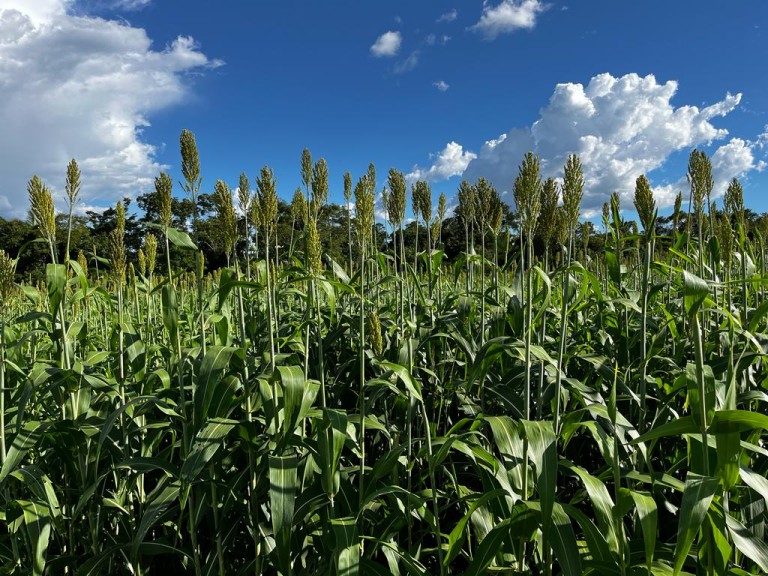 FAZENDA PORTEIRA FECHADA DE 2.725 HA