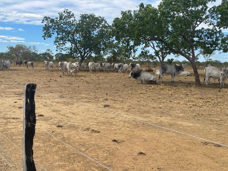 FAZENDA DE 7.260 HA NO TOCANTINS