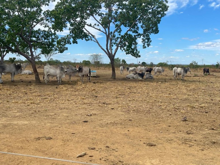 FAZENDA DE 7.260 HA NO TOCANTINS
