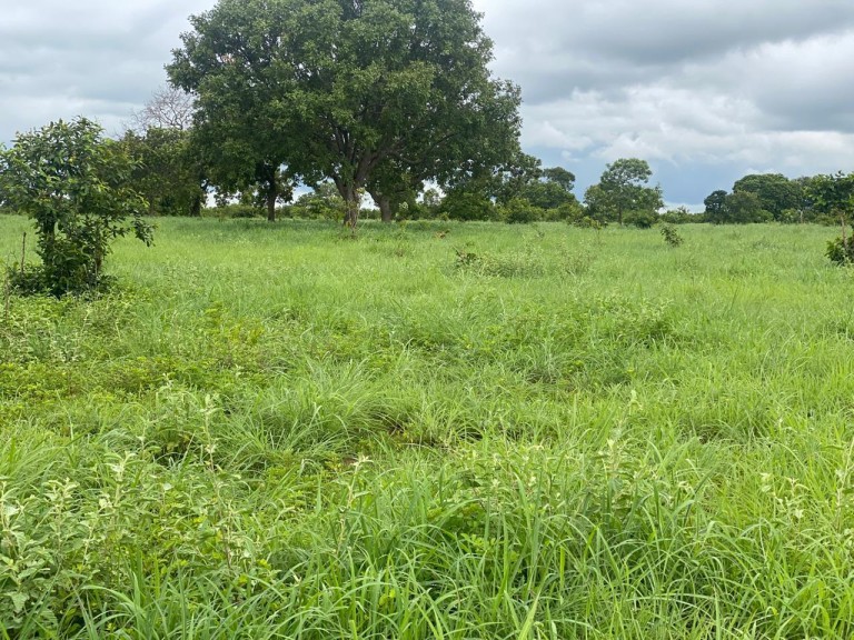 FAZENDA DE 1.113 HA NO TOCANTINS
