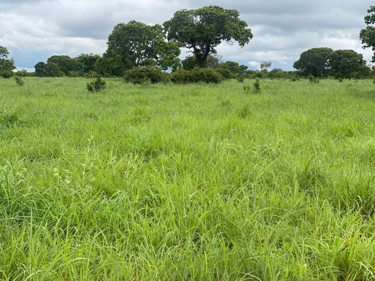 FAZENDA DE 1.113 HA NO TOCANTINS
