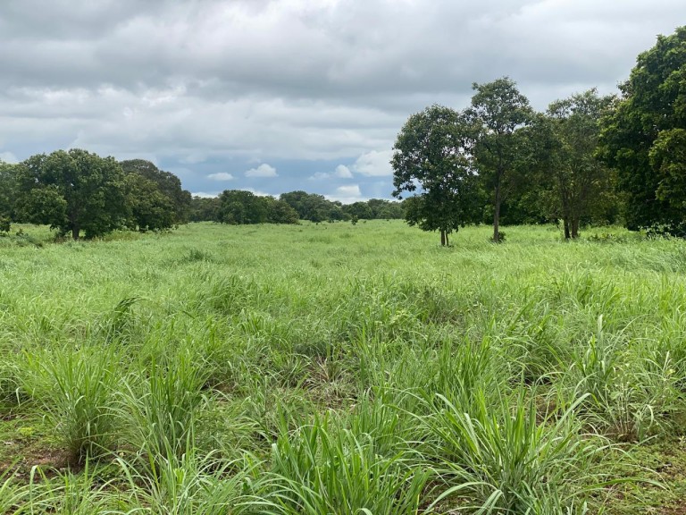FAZENDA DE 1.113 HA NO TOCANTINS