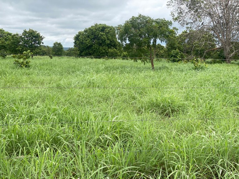 FAZENDA DE 1.113 HA NO TOCANTINS