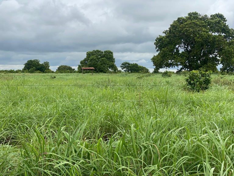 FAZENDA DE 1.113 HA NO TOCANTINS