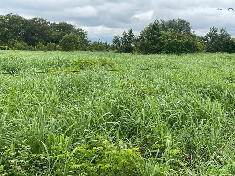 FAZENDA DE 1.113 HA NO TOCANTINS
