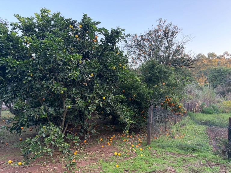 CHÁCARA DE 3.250 M² EM CONSTANTINA-RS