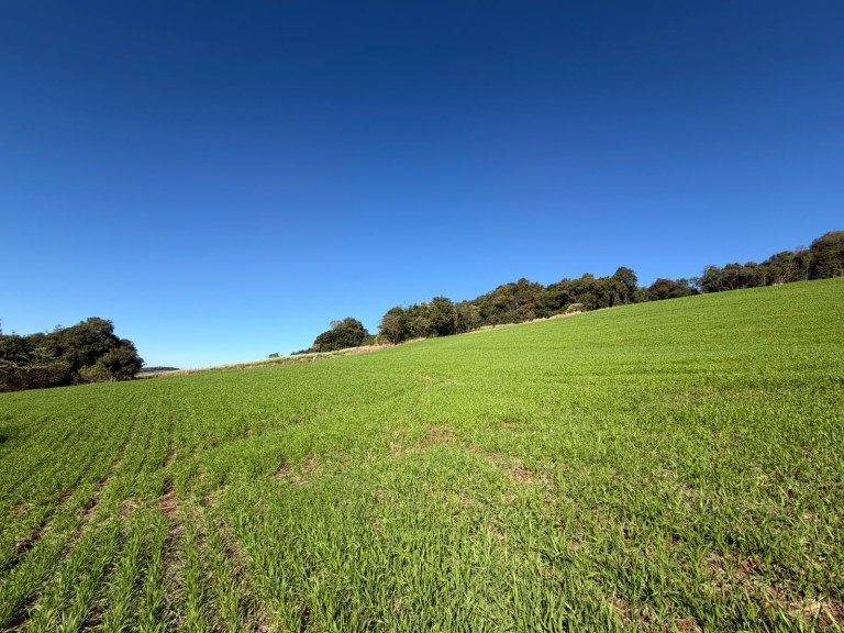 ÁREA DE TERRA DE 6.4 HA EM SAGRADA FAMÍLIA-RS