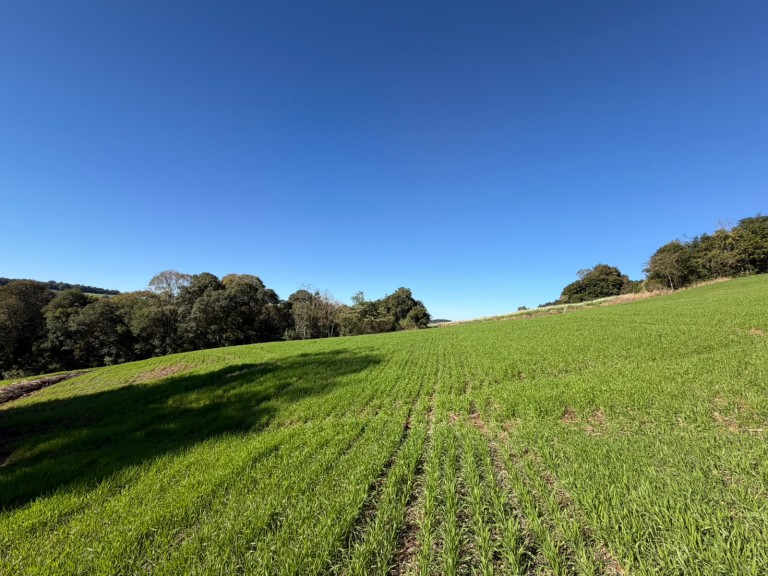 ÁREA DE TERRA DE 6.4 HA EM SAGRADA FAMÍLIA-RS