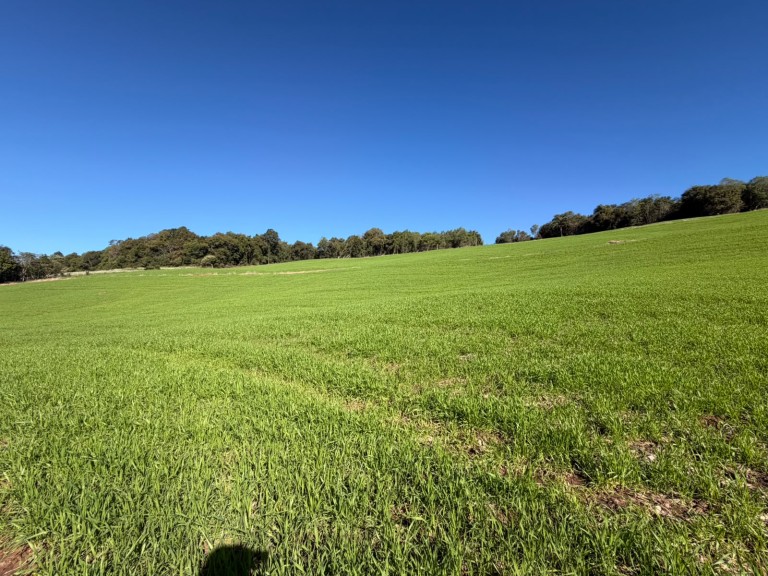 ÁREA DE TERRA DE 6.4 HA EM SAGRADA FAMÍLIA-RS