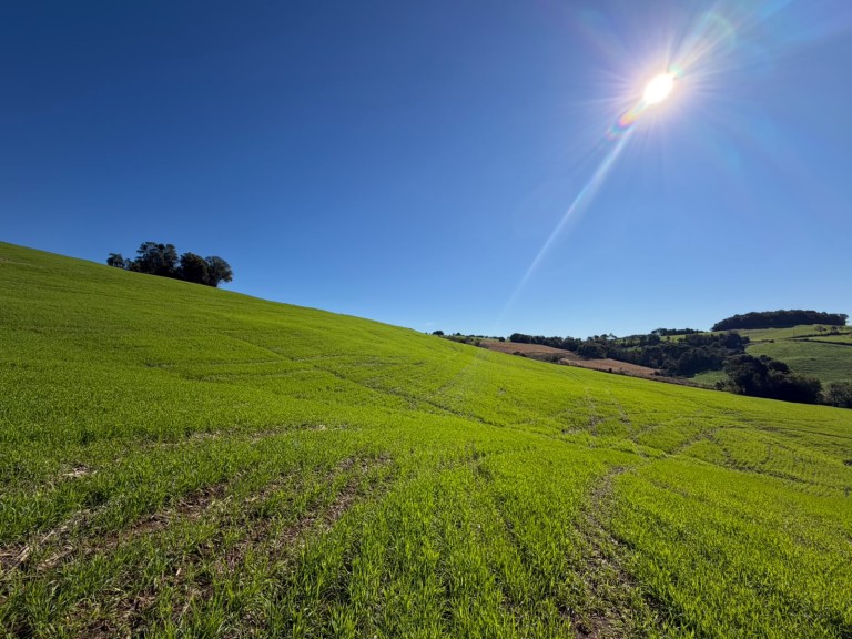 ÁREA DE TERRA DE 6.4 HA EM SAGRADA FAMÍLIA-RS