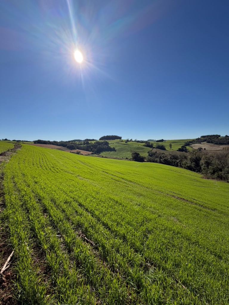 ÁREA DE TERRA DE 6.4 HA EM SAGRADA FAMÍLIA-RS