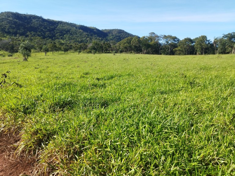 FAZENDA DE 200 ALQUEIRES COM 12 ANOS PARA PAGAR