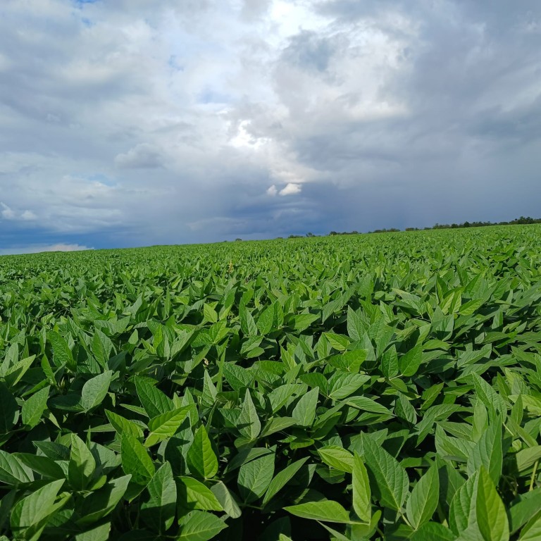 FAZENDA DE 155 HA EM RORAIMA