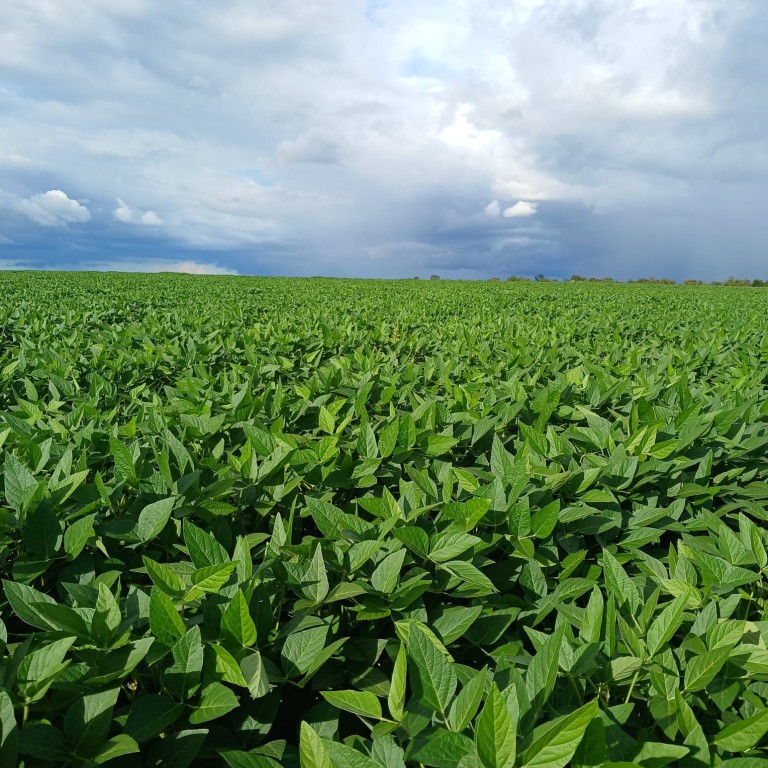 FAZENDA DE 155 HA EM RORAIMA
