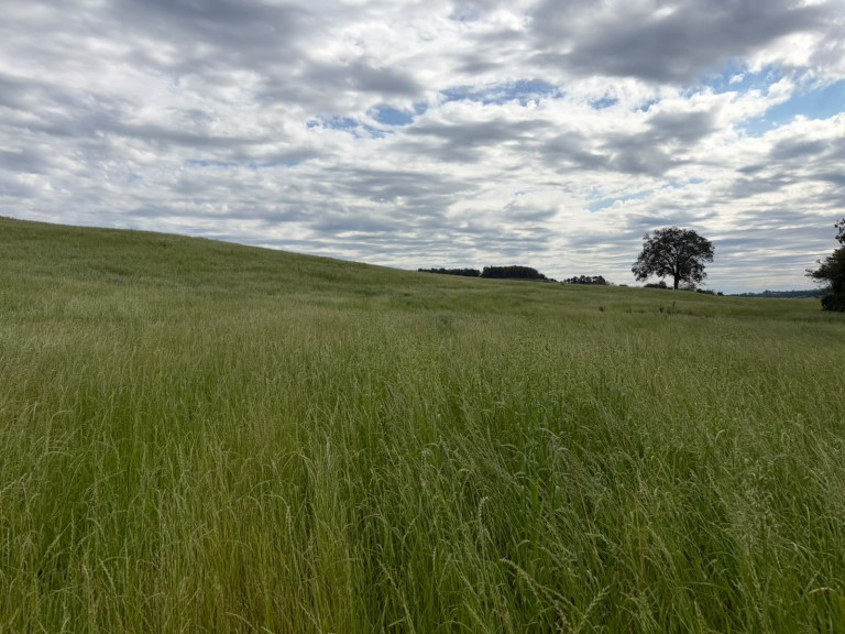 ÁREA DE TERRA DE 15 HA EM CONSTANTINA-RS