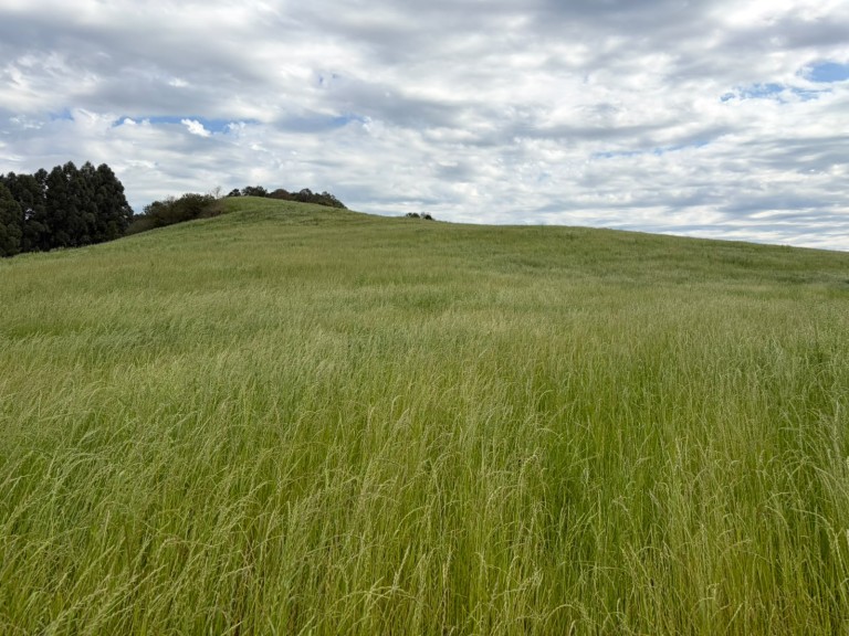 ÁREA DE TERRA DE 15 HA EM CONSTANTINA-RS