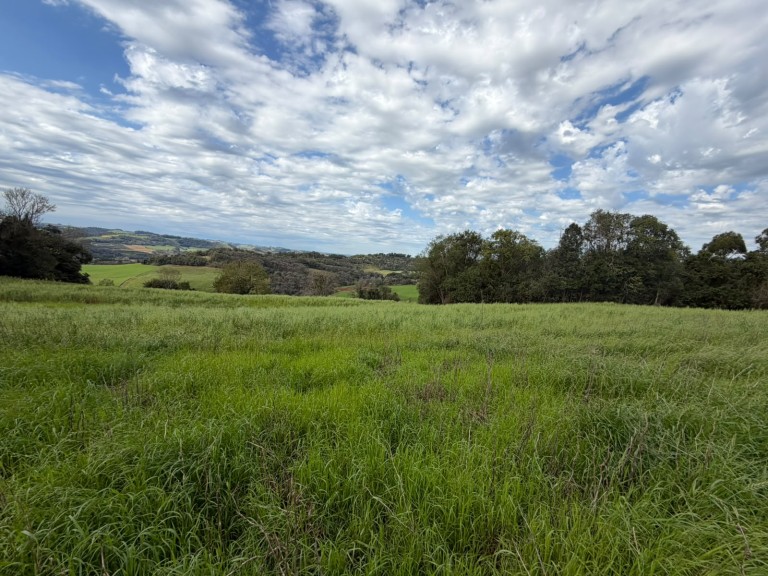 ÁREA DE TERRA DE 15 HA EM CONSTANTINA-RS