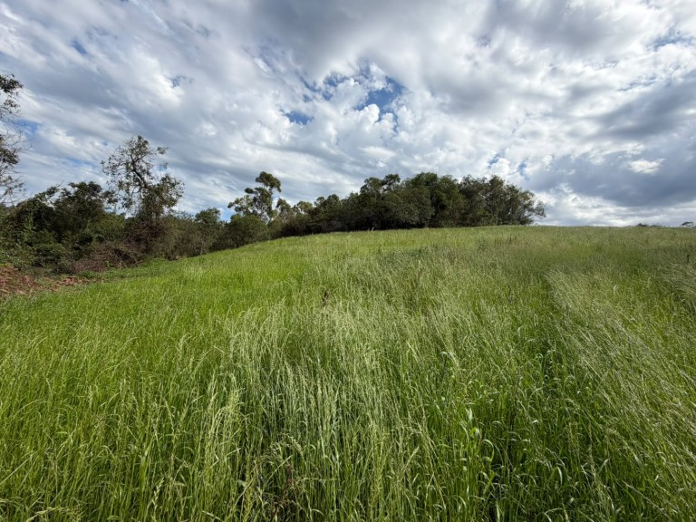 ÁREA DE TERRA DE 15 HA EM CONSTANTINA-RS