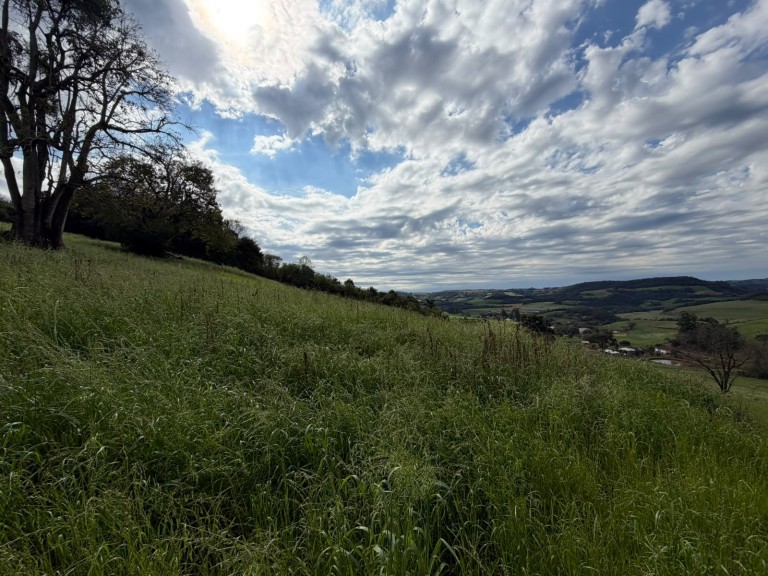 ÁREA DE TERRA DE 15 HA EM CONSTANTINA-RS