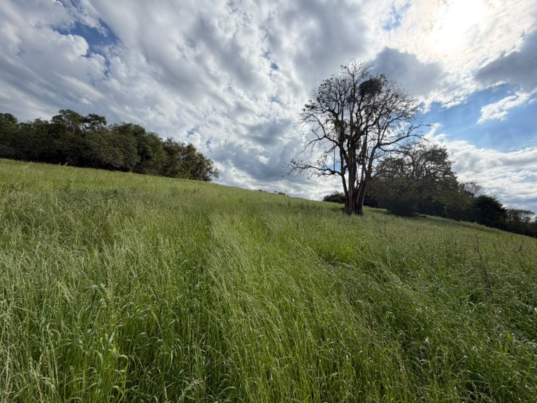 ÁREA DE TERRA DE 15 HA EM CONSTANTINA-RS