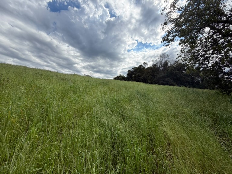 ÁREA DE TERRA DE 15 HA EM CONSTANTINA-RS