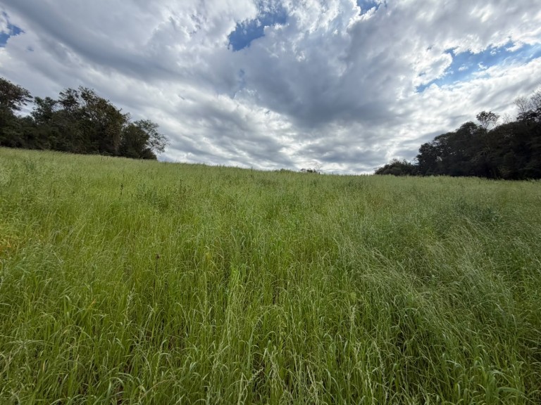 ÁREA DE TERRA DE 15 HA EM CONSTANTINA-RS
