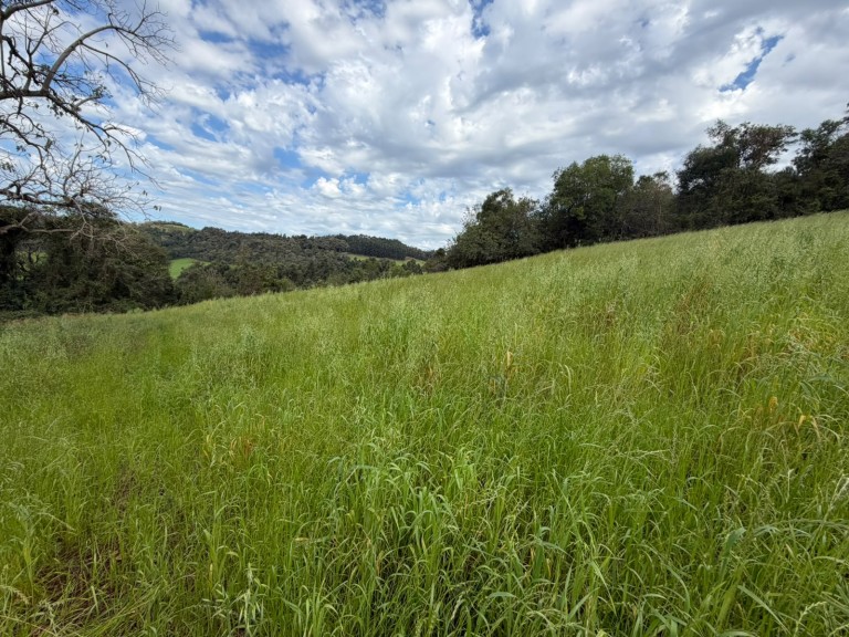ÁREA DE TERRA DE 15 HA EM CONSTANTINA-RS