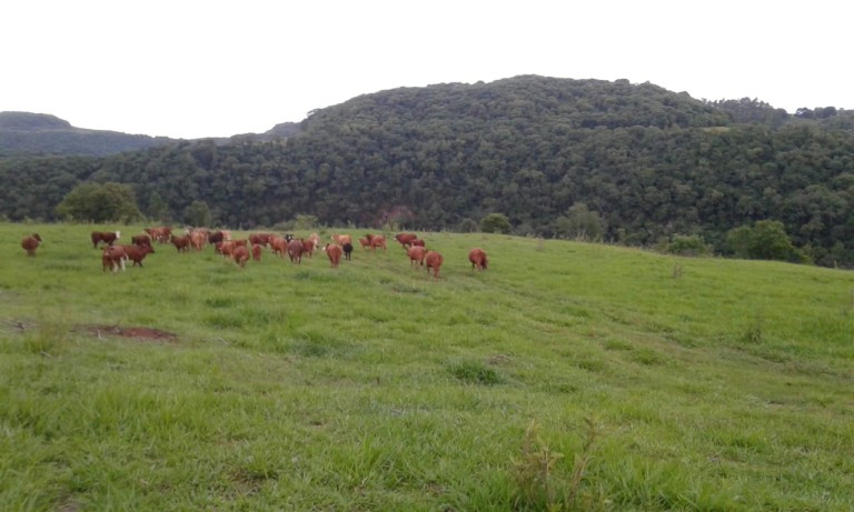 PROPRIEDADE DE 57 HA NO RS
