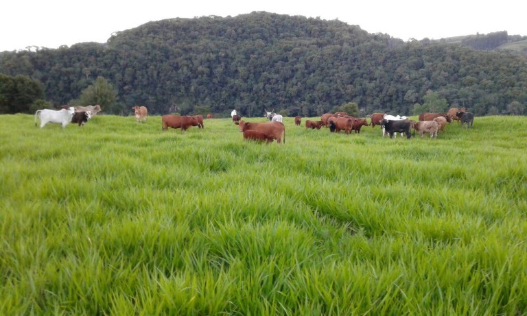 PROPRIEDADE DE 57 HA NO RS