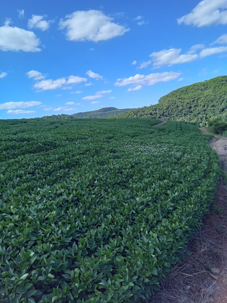 PROPRIEDADE DE 57 HA NO RS