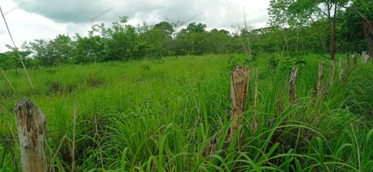 FAZENDA DE 70 HA POR R$ 1.000.000,00