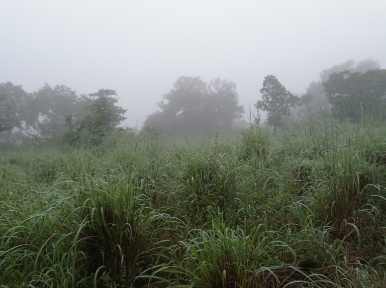 FAZENDA DE 70 HA POR R$ 1.000.000,00