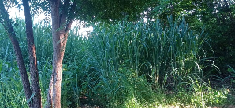 FAZENDA DE 70 HA POR R$ 1.000.000,00